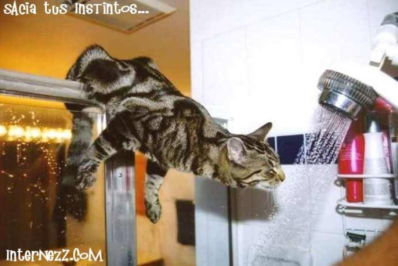 sacia tus instintos.jpg